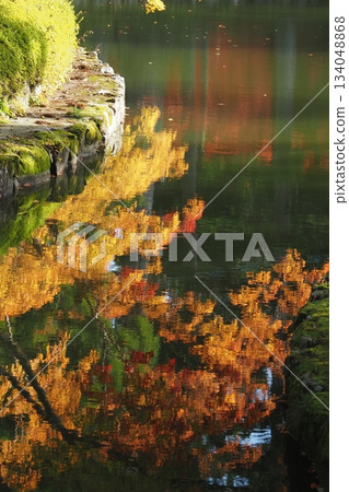Autumn leaves reflected in the pond 134048868