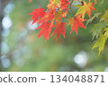秋葉葉子 134048871