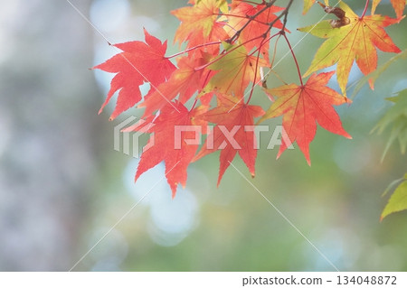 秋葉葉子 134048872