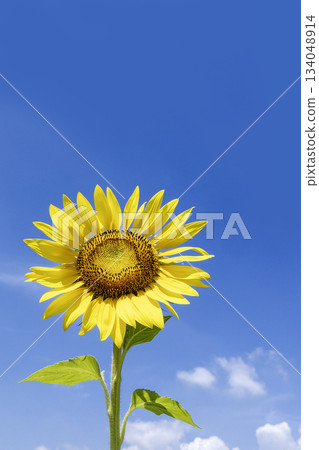 Summer flowers, sunflowers in bloom - 8 Summer flowers, sunflowers in bloom - 8 134048914