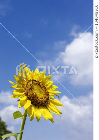 夏日花卉,盛開的向日葵 -10 夏日花卉,盛開的向日葵 -10 134048916