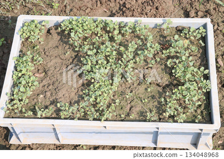 Brinjal seedling on bag in farm for harvest 134048968
