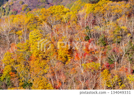 View of autumn leaves on the slope from the parking lot of Hangetsuyama in Ashio-cho, Nikko City, Tochigi Prefecture 134049331