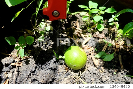 Sharp Pruning Saw Blade with Green Lime Fruit 134049430
