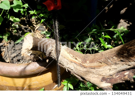 Hand Saw Cutting Rough Tree Branch Hand Saw Cutting Rough Tree Branch 134049431