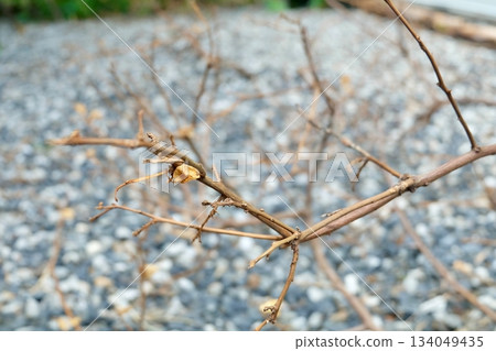 Dry Branch and Leaves with Seed Pod in A Garden 134049435