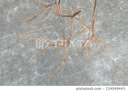 Delicate Dry Twigs Abstract Winter Background Delicate Dry Twigs Abstract Winter Background 134049443