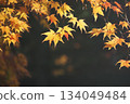 秋葉葉子槭樹葉子 134049484