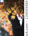 楓黃葉 134049489