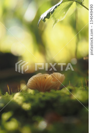 發現一小蘑菇 發現一小蘑菇 134049490