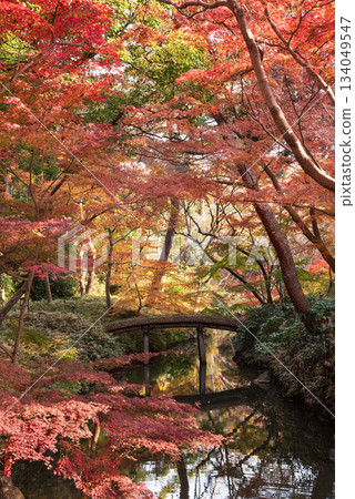 Autumn leaves of Rikugien Sanin Bridge Autumn leaves of Rikugien Sanin Bridge 134049547