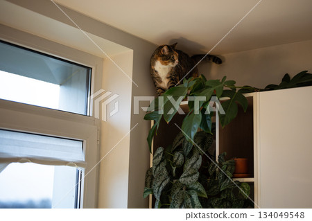 Curious domestic cat enjoys walking on white wall cabinet in kitchen near potted house plants. Curious domestic cat enjoys walking on white wall cabinet in kitchen near potted house plants. 134049548