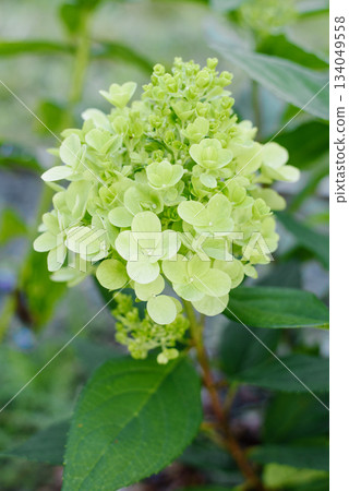 Early Bloom Stage Of Bonfaire Panicle Hydrangea Bush 134049558