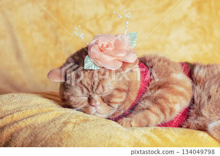 Sleeping red British shorthair cat in clothes. Ginger cat in red clothes and with a flower on the head lying on a yellow blanket Sleeping red British shorthair cat in clothes. Ginger cat in red clothes and with a flower on the head lying on a yellow blanket 134049798
