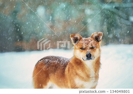 Portrait of a sad stray red dog walks in the pine winter snowy wood at snowfall 134049801