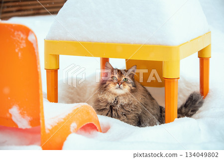 Cat outside in winter. Cute stray gray longhair cat hides under the table covered with snow in snowfall 134049802