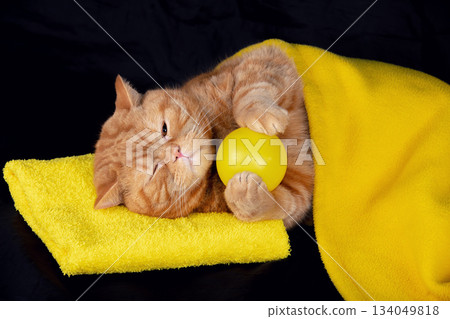 Funny playful ginger british shorthair cat lying on back with many yellow toy balls. The cat lying on black background and covered with yellow blanket. 134049818