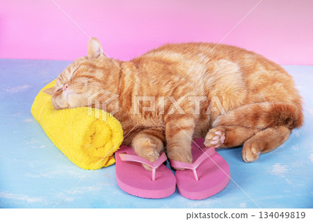 Funny red cat with flip-flop sandal relaxed on  blue background against pink background. The cat lying on the yellow towel. Beach travel and spa procedure concept. Pastel color 134049819