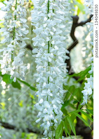 紫藤花(足利花公園) 紫藤花(足利花公園) 134049830
