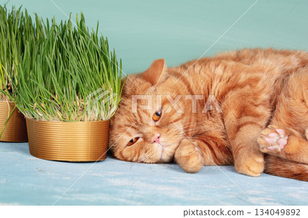 Cute red British shorthair cat lying near cat grass on blue wooden table Cute red British shorthair cat lying near cat grass on blue wooden table 134049892