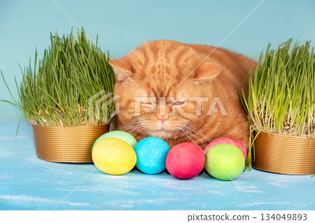 Cute ginger cat sleeping between green grass near colorful easter eggs on blue wooden table. Easter concept Cute ginger cat sleeping between green grass near colorful easter eggs on blue wooden table. Easter concept 134049893