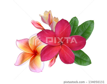 Vibrant red and orange plumeria (frangipani) flowers, both blooming and budding, growing in a lush green leafy cluster om white background. Vibrant red and orange plumeria (frangipani) flowers, both blooming and budding, growing in a lush green leafy cluster om white background. 134050131