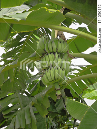 A fresh, fully-grown bunch of bananas with multiple healthy clusters hanging on a banana tree in the garden. 134050132