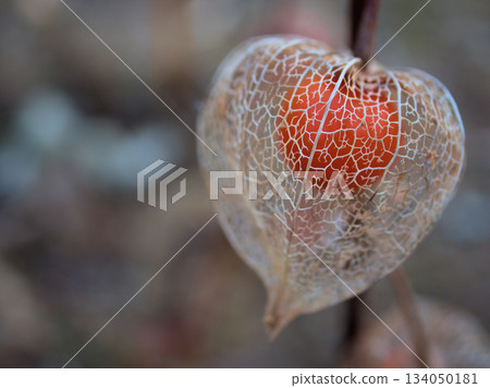 十二月枯萎的燈籠果 十二月枯萎的燈籠果 134050181