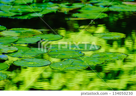 荷葉（北海道大學小野池）_0511 134050230