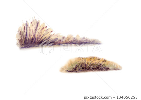 Golden dry grasses sway as landscape elements,hand drawn with watercolor strokes to capture their fragile beauty.Iisolated autumnal elements for seasonal branding,nature journals,nature design Golden dry grasses sway as landscape elements,hand drawn with watercolor strokes to capture their fragile beauty.Iisolated autumnal elements for seasonal branding,nature journals,nature design 134050255