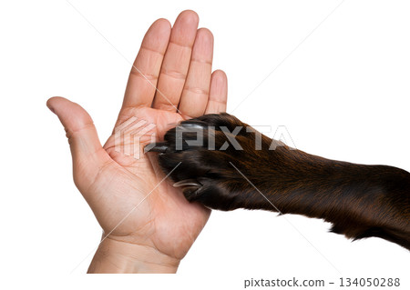 Gentle connection between human hand and dog's paw, symbolizing trust, friendship, the unbreakable bond with pets Gentle connection between human hand and dog's paw, symbolizing trust, friendship, the unbreakable bond with pets 134050288