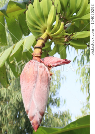 plantain flower on banana tree on farm plantain flower on banana tree on farm 134050298
