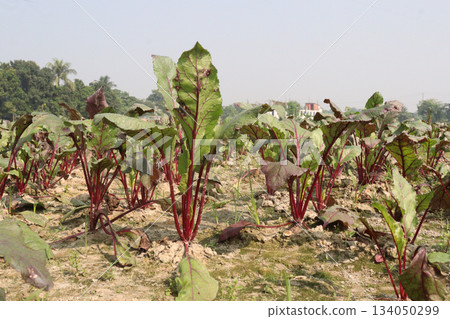 Beetroot plant on farm for harvest Beetroot plant on farm for harvest 134050299