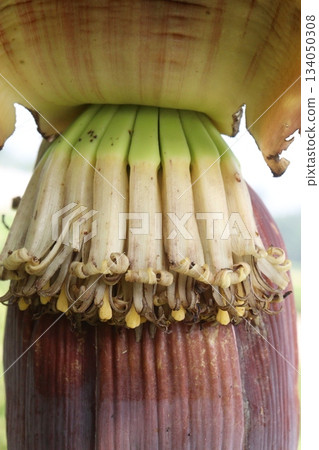 plantain flower on banana tree on farm plantain flower on banana tree on farm 134050308