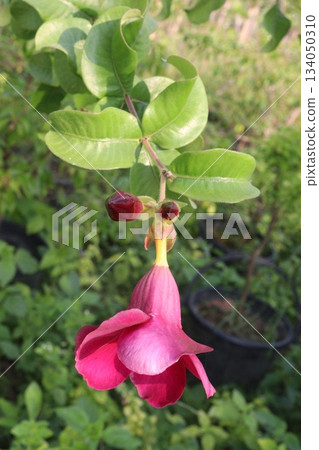 Allamanda blanchetii flower tree plant on farm Allamanda blanchetii flower tree plant on farm 134050310