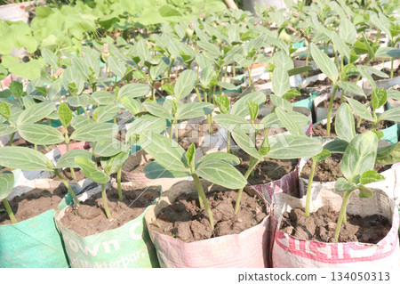 bottle gourd seedling on bag in farm for harvest 134050313