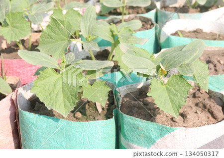 bottle gourd seedling on bag in farm for harvest 134050317
