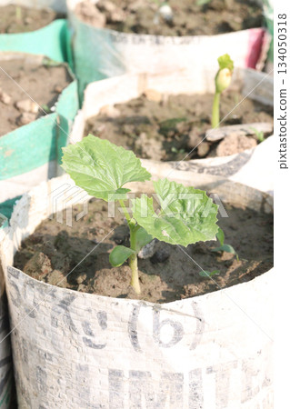 bottle gourd seedling on bag in farm for harvest 134050318