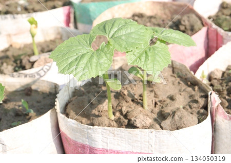 bottle gourd seedling on bag in farm for harvest 134050319