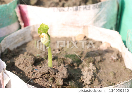bottle gourd seedling on bag in farm for harvest 134050320