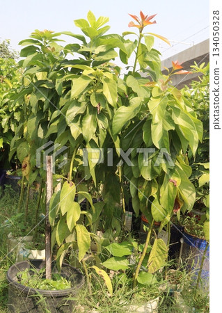 Avocado plant on nursery for sell 134050328