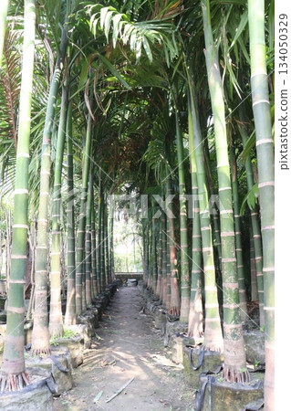 betel nut plant seedlings on farm 134050329