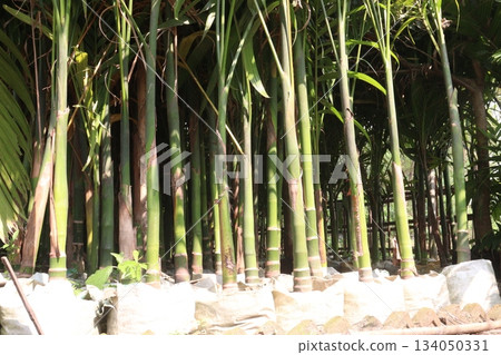 betel nut plant seedlings on farm betel nut plant seedlings on farm 134050331
