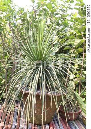 agave geminiflora leaf plant on nursery agave geminiflora leaf plant on nursery 134050332