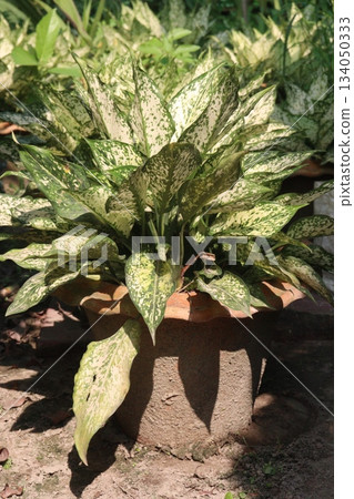 Aglaonema Snow White Green leaf plant on farm 134050333
