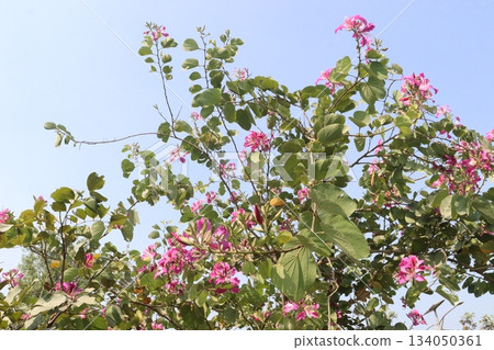 Bauhinia flower plant on farm 134050361