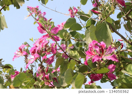 Bauhinia flower plant on farm 134050362