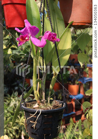 Brassolaeliocattleya orchid flower plant on hanging pot 134050363