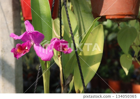 Brassolaeliocattleya orchid flower plant on hanging pot 134050365