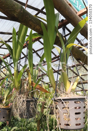 Brassolaeliocattleya orchid flower plant on hanging pot Brassolaeliocattleya orchid flower plant on hanging pot 134050370